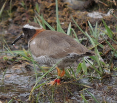 Phegornis mitchellii