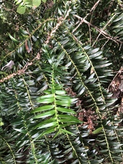 Araucaria bidwillii