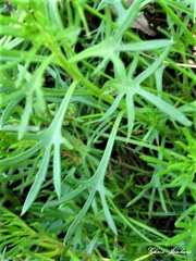 Haloragis heterophylla