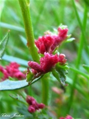 Haloragis heterophylla