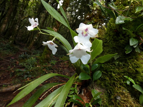 Image of Miltoniopsis Warscewiczii (Miltoniopsis warscewiczii) by (c) Kai Squires, some rights reserved (CC BY)