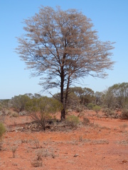 Acacia aneura