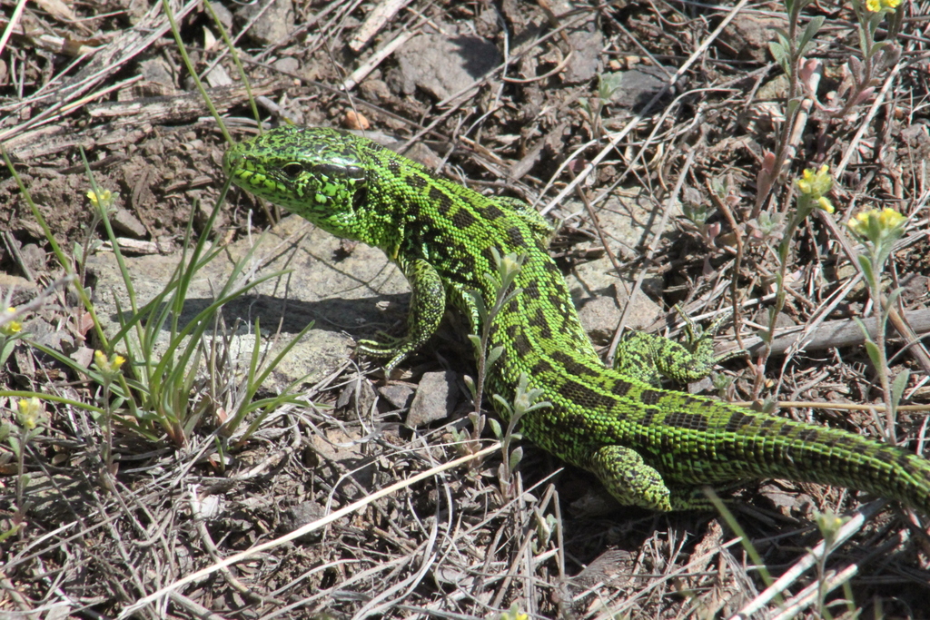 April Lizard Sand Lizard from Abai District, 100000, Kazakhstan on April 25, 2026 at ...