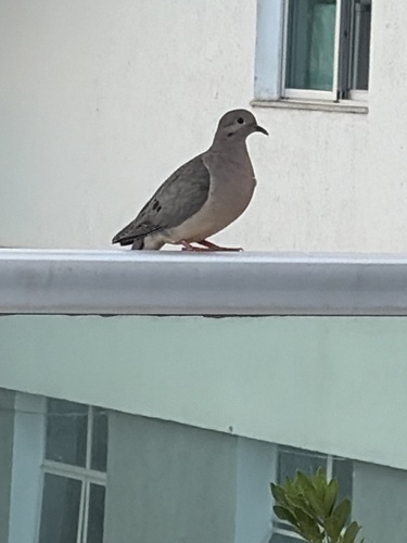 Eared Dove