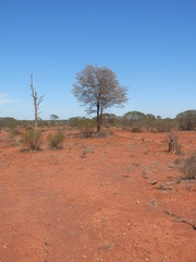 Acacia aneura