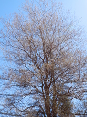Acacia aneura