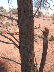 Acacia aneura