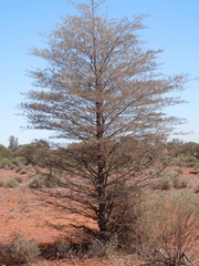 Acacia aneura