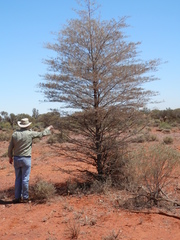 Acacia aneura