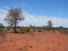 Acacia aneura