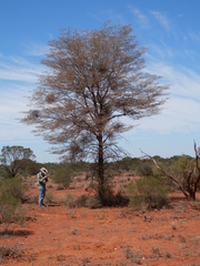 Acacia aneura
