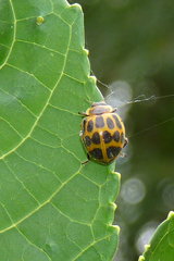 Epilachna paenulata