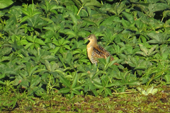 Hapalocrex flaviventer