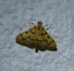 Dichocrocis erixantha