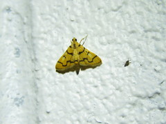 Dichocrocis erixantha