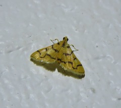 Dichocrocis erixantha
