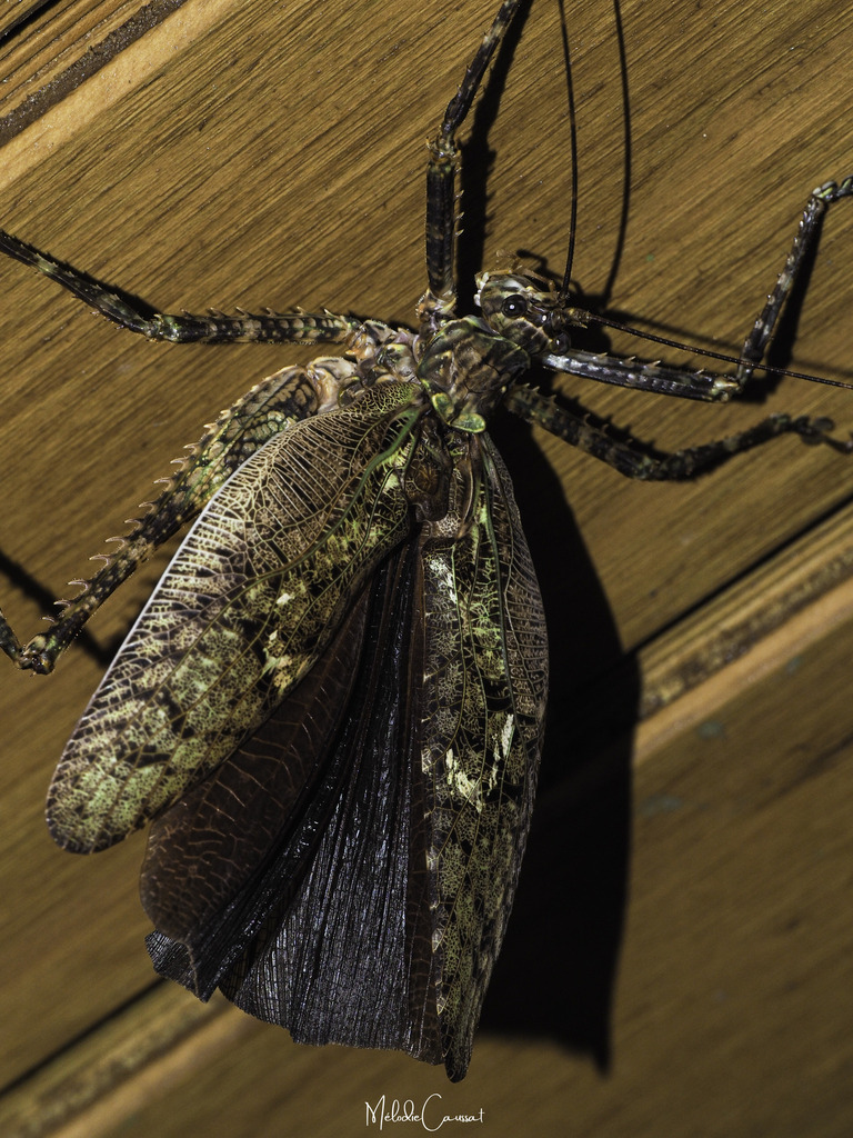 Xerophyllopteryx