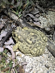 Anaxyrus californicus