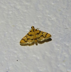 Dichocrocis erixantha