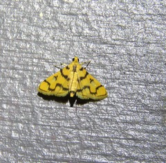 Dichocrocis erixantha