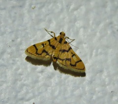 Dichocrocis erixantha