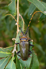 Retrachydes thoracicus