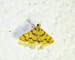 Dichocrocis erixantha