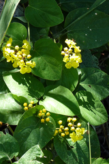 Stigmaphyllon bonariense