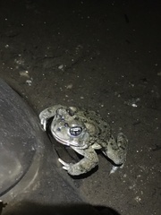 Anaxyrus californicus