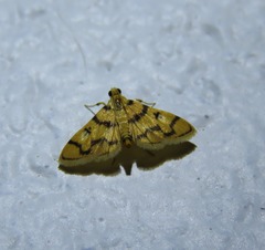 Dichocrocis erixantha