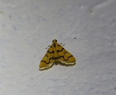 Dichocrocis erixantha