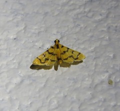 Dichocrocis erixantha