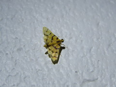 Dichocrocis erixantha