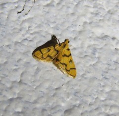 Dichocrocis erixantha