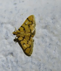 Dichocrocis erixantha