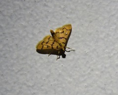 Dichocrocis erixantha