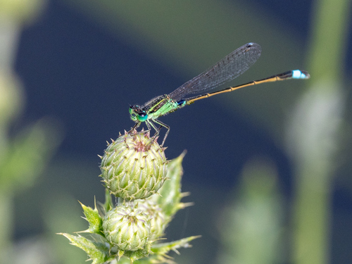 Common Bluetail