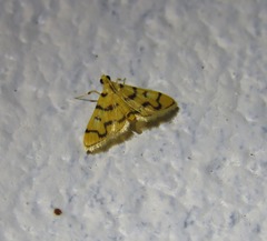 Dichocrocis erixantha