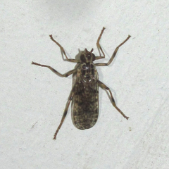 Boreothrinax maculipennis