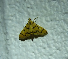 Dichocrocis erixantha