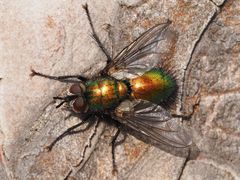 Gymnocheta viridis