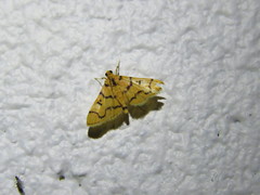 Dichocrocis erixantha