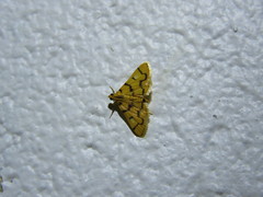 Dichocrocis erixantha