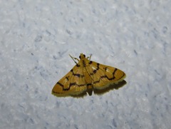 Dichocrocis erixantha