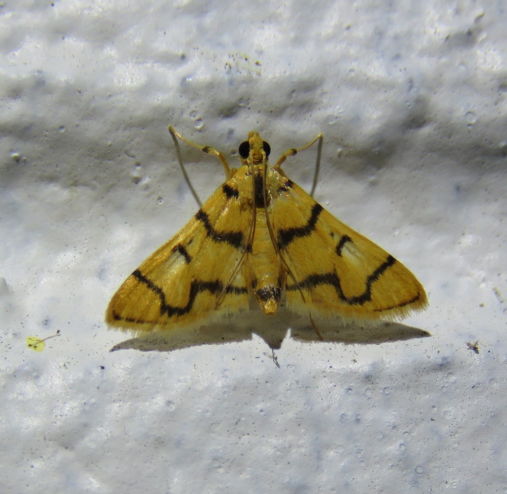 Dichocrocis erixantha