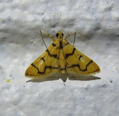Dichocrocis erixantha