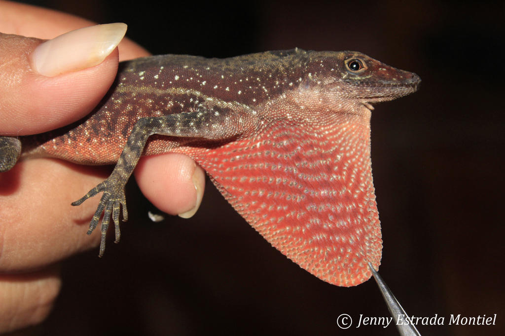 Barker's Anole