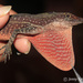 Barker's Anole - Photo (c) Jenny, some rights reserved (CC BY-NC), uploaded by Jenny