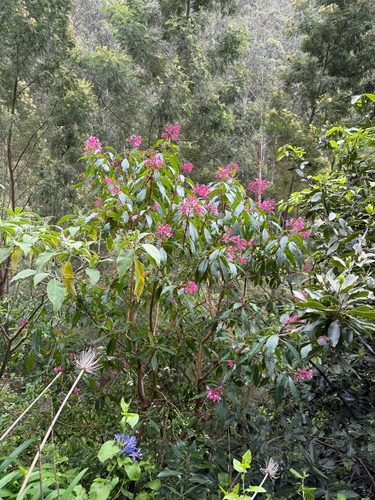 Fuchsia arborescens, photograph 6