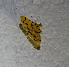 Dichocrocis erixantha